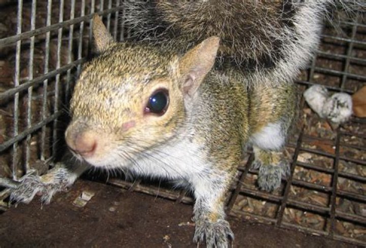 Are mothballs toxic to squirrels