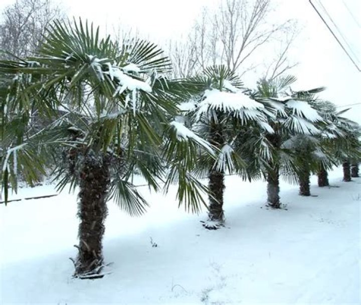 Can palm trees survive freezing temperatures