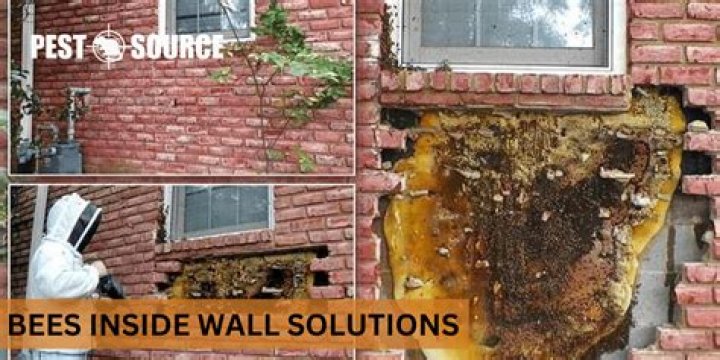 Do bees live in house walls
