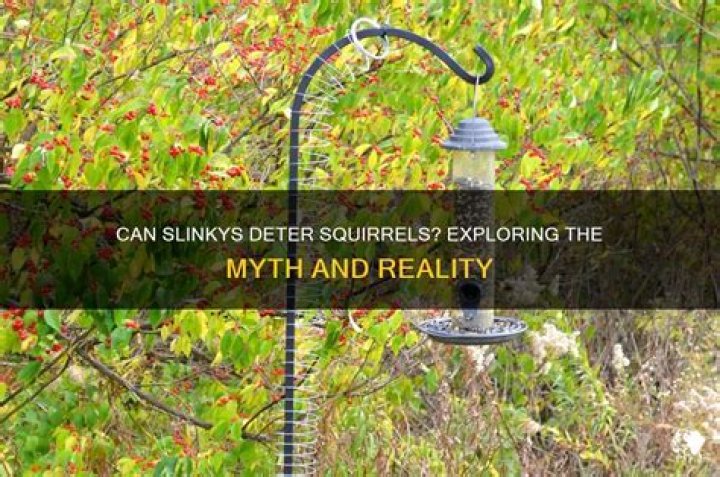 Do slinkys stop squirrels