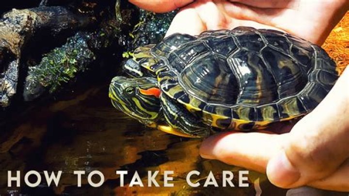 How do you take care of a red ear slider turtle