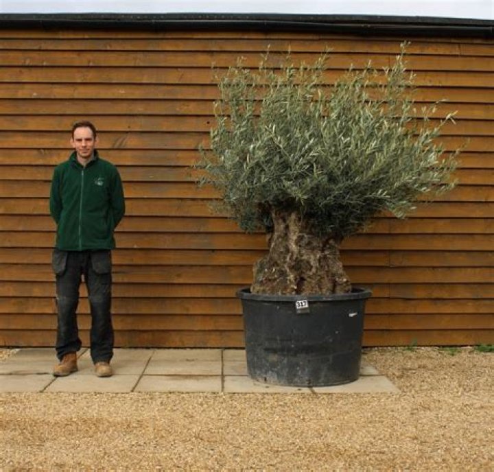 How long an olive tree can live