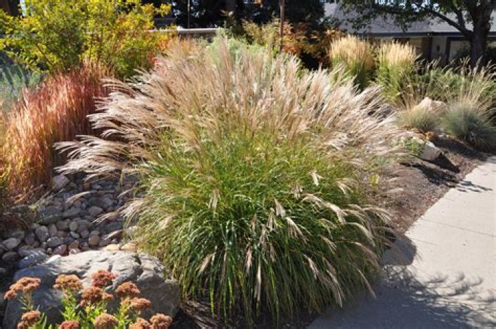 How tall does Miscanthus grass get