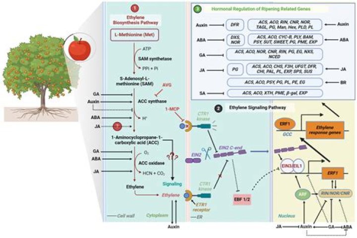 What are some of the triggers for ethylene production by plants