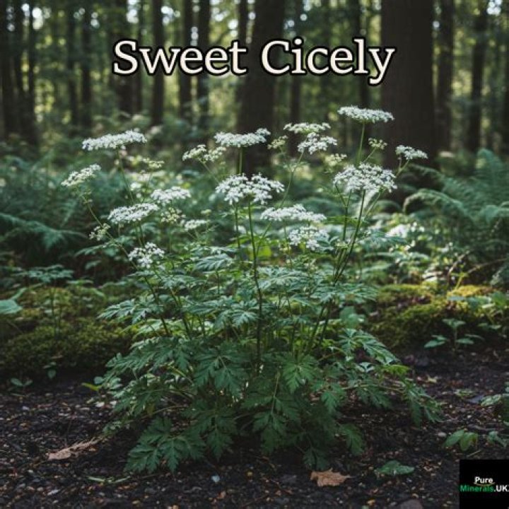 What does sweet Cicely smell like