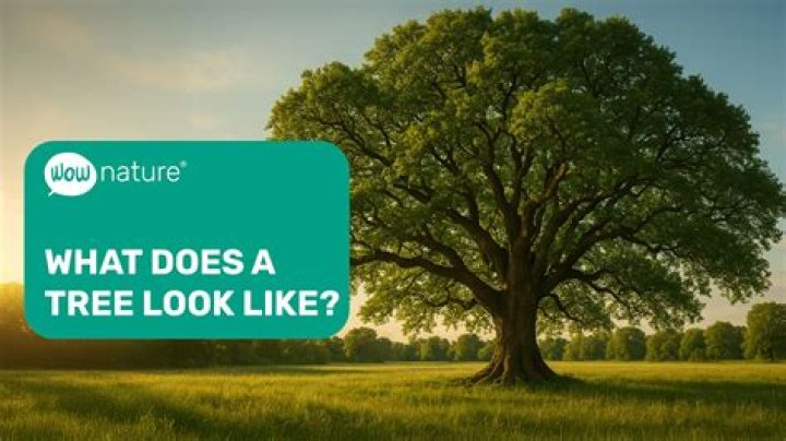 What is a tree pot