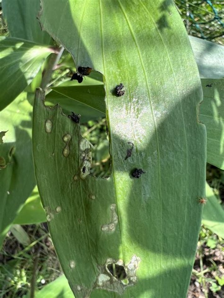 What is eating my lily pad leaves