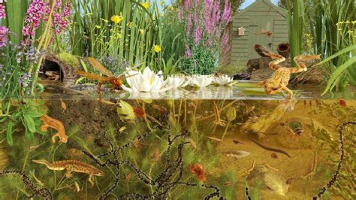 What is the environment of a pond