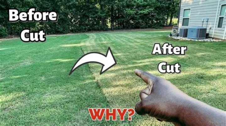 Why does my grass turn brown after I cut it